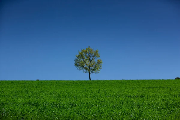 Uma Árvore Contra Fundo Céu Azul Com Gras Verde Fotos De Bancos De Imagens