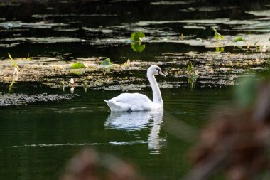 Günbatımında su yüzeyinde yüzen beyaz kuğu koyu yeşil arka plan ve bulanık çerçeve