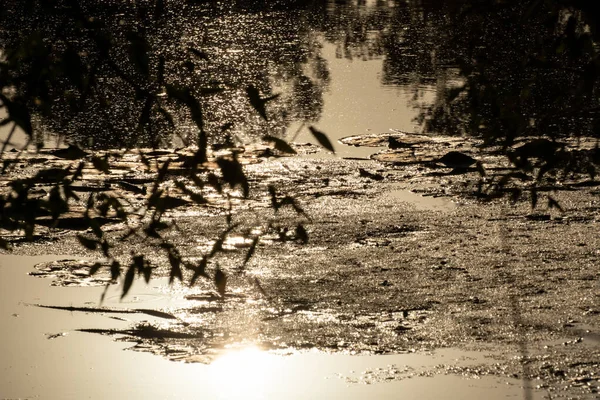Sonnenuntergang Goldenes Sonnenlicht Das Auf Die Wasseroberfläche Des Wilden Sees — Stockfoto