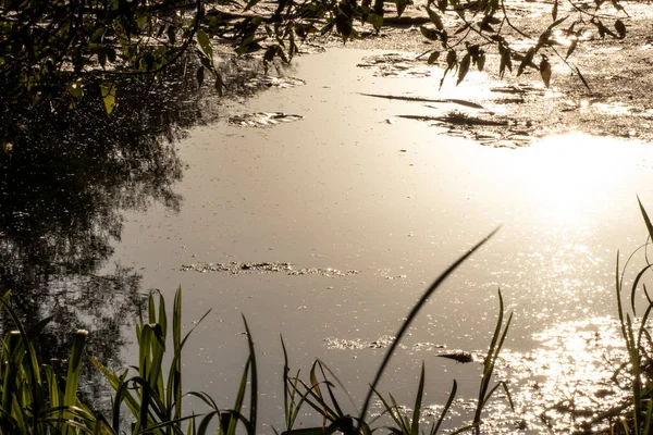 Sunset Gold Sun Light Beaming River Water Surface Close Grass — Stock Photo, Image