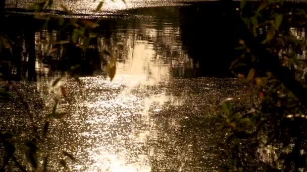 Pôr Sol Luz Sol Ouro Irradiando Lago Selvagem Superfície Água — Vídeo de Stock