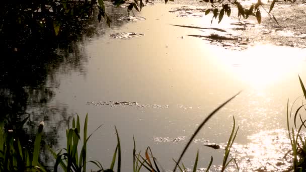 Solnedgång Guld Sol Ljus Strålar Flodvattenytan Närbild Med Gräs Och — Stockvideo