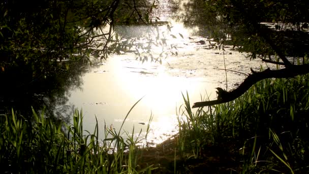 Solnedgång Guld Sol Ljus Strålar Flodvattenytan Närbild Med Gräs Och — Stockvideo