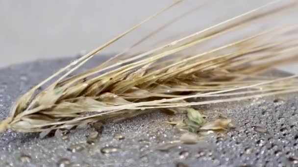 Oor Van Droge Tarwe Met Zaden Glanzend Water Dauwdruppels Roterende — Stockvideo