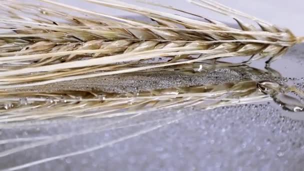 Ohr Von Trockenem Weizen Glänzendem Wasser Tropfen Rotierenden Schleife Makro — Stockvideo