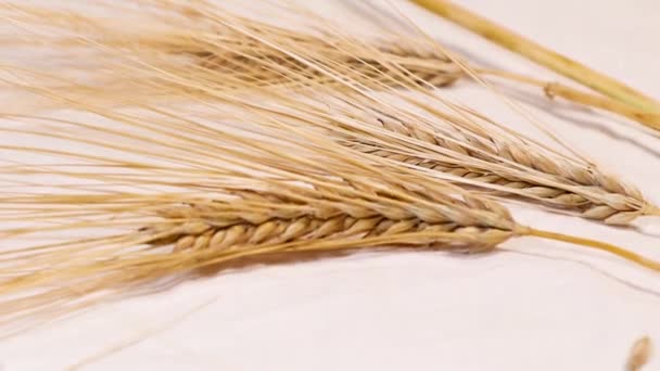 Уши Сухих Стеблей Пшеницы Семена Крупным Планом Белом Фоне Увеличение — стоковое видео