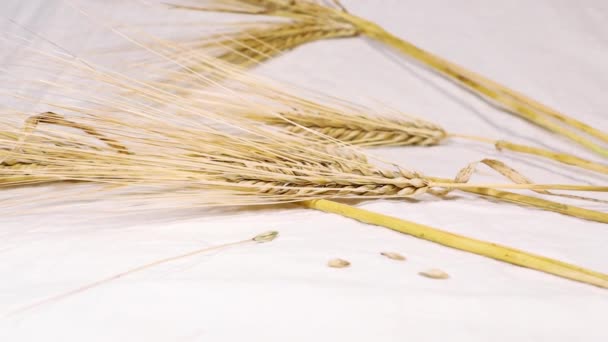 Ears Dry Wheat Sheaf Stems Seeds Close White Background Zoom — Stock Video