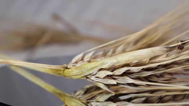 Два Вуха Сухого Пшеничного Снопа Обертається Годинниковою Стрілкою Макрос Поверхні — стокове відео