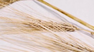 Beyaz arka planda kuru buğday yaprağı ve tohumların kulakları. Seçici odak değişikliği ile hareketi büyüt