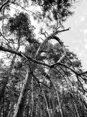 Siyah beyaz çam ağaçları