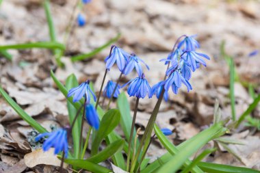 Mavi scilla kardelen çiçekleri arka planda bulanık bir şekilde vahşi ormanda çiçek açıyor.