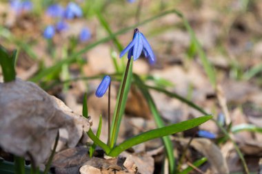 Mavi scilla kardelen çiçekleri güneşli bahar ormanlarında çiçek açıyor. Arka planda bulanıklık var.