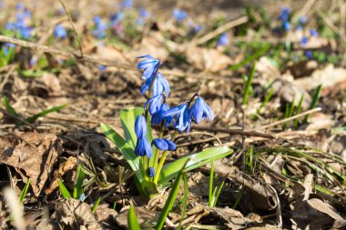 Mavi scilla kardelen çiçekleri güneşli baharda açan vahşi orman arka planında