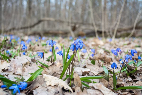 Blue scilla snowdrops flowers blooming close-up in the spring wild forest background