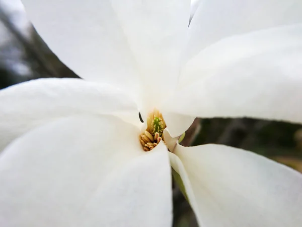 Magnolia Fiore Vicino Grande Fiore Bianco Macro Natura Fotografia — Foto Stock