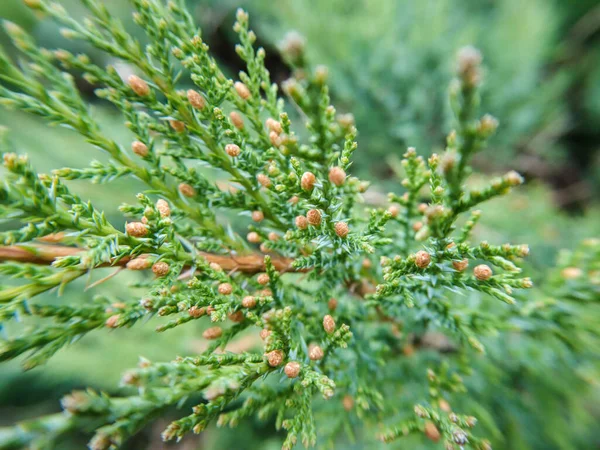 Juniperus Chinensis Macro Pine Evergreen Branch Top 배경상 포커스와 — 스톡 사진