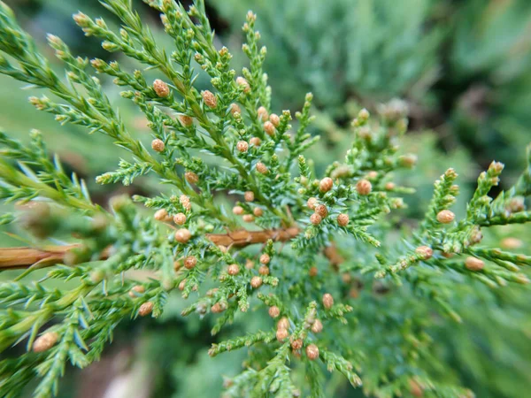Juniperus Chinensis Chiński Jałowiec Gatunek Rośliny Rodziny Cyprysów Cupressaceae Zielona — Zdjęcie stockowe