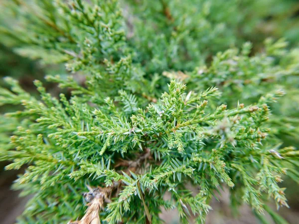 Juniperus Chinensis Macro Pine Evergreen Branch Top 배경상 포커스와 — 스톡 사진