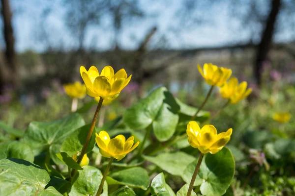 Жовтий Малий Чистотіл Весняні Квіти Ficaria Verna Яскраві Сонячні Макро — стокове фото