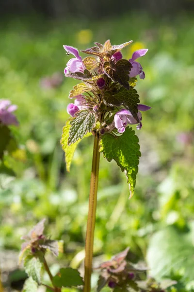 Фиолетовый Ballota Nigra Черный Хорхаунд Многолетняя Трава Семейства Lamiaceae Дикие — стоковое фото