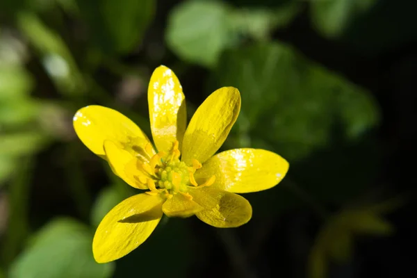Жовтий Малий Чистотіл Ficaria Verna Весна Квіткова Квітка Макро Природа — стокове фото