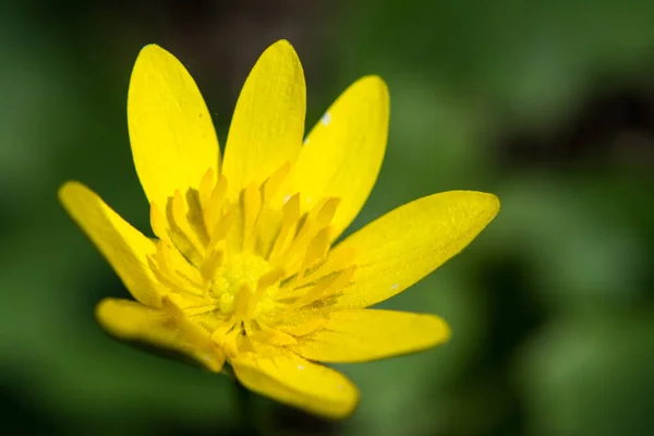 Жовта Весняна Купа Квіткова Квітка Макро Природа Розквітає Зеленому Розмитому — стокове фото