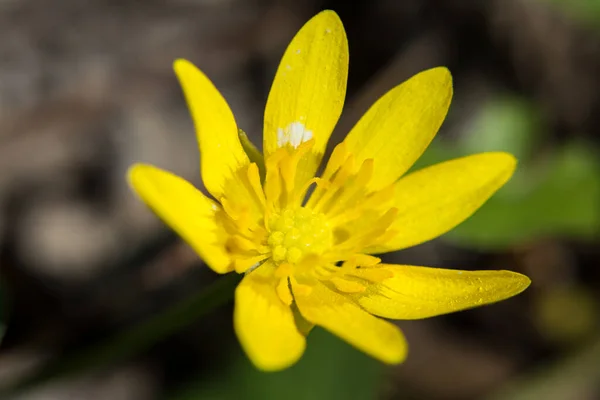 Жовтий Пальовий Весняний Квітковий Макро Природа Розмитий Фон — стокове фото