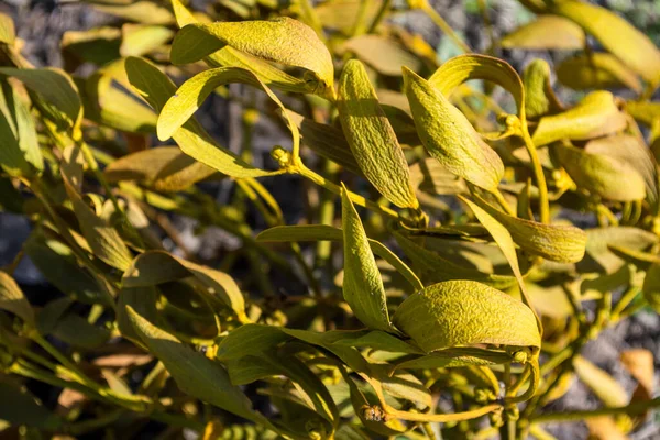 Omela Ivy Mistletoe Viscum Album Leaf Texture Macro Close Natural — 스톡 사진