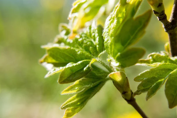 Zielona Wiosna Małe Liście Zamazanym Tle Drzewo Zbliżyć Słoneczne Makro — Zdjęcie stockowe