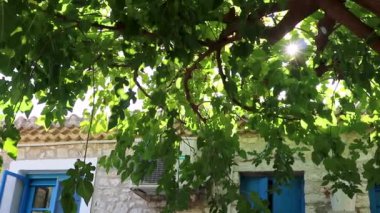 Yunan geleneksel bahçesinde yaz mevsiminde büyük yeşil ağaç dallarının arasından parlayan güneş