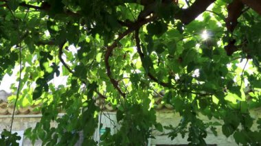 Yunan geleneksel bahçesinde yaz mevsiminde büyük yeşil ağaç dallarının arasından parlayan güneş