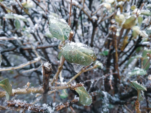 Πράσινα Φύλλα Παγώνουν Πάγο Και Χιόνι Μπλε Μακροεντολή Ασυνήθιστες Ψυχρές — Φωτογραφία Αρχείου