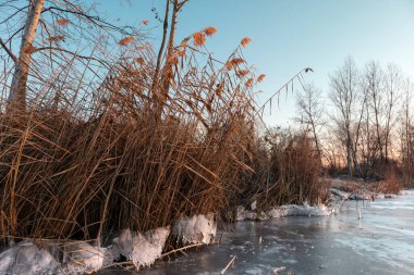 Donmuş vahşi göl kıyısındaki kuru sazlıklar gün batımında beyaz parlak, berrak buzla parıldıyor. Soğuk kış doğası geçmişi