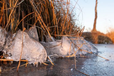 Donmuş vahşi göl kıyısındaki kuru sazlıklar gün batımında beyaz parlak, berrak buzla parıldıyor. Soğuk kış doğası geçmişi