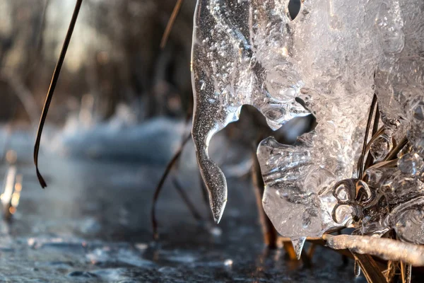 Weiße Glasklare Eiszapfen Funkeln Großaufnahme Schilf Zugefrorenen Wilden Seeufer Sonnenuntergang — Stockfoto