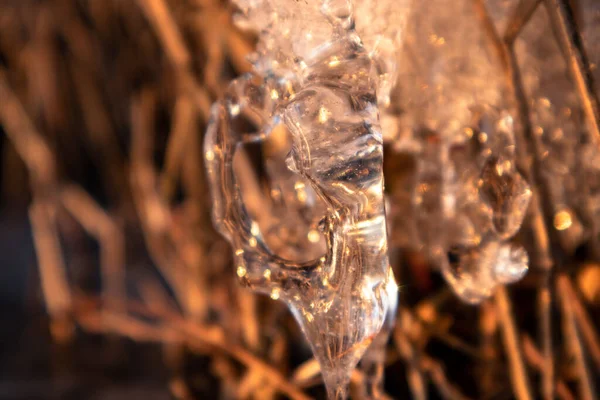 Transparent Glänzende Klare Eiszapfen Funkeln Trockenen Schilf Auf Dem Zugefrorenen — Stockfoto