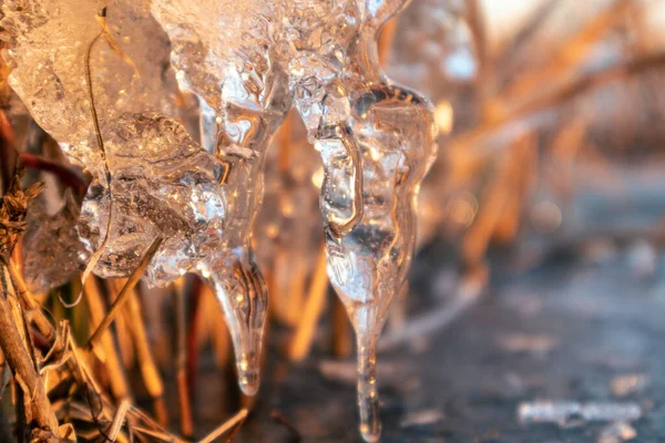 Transparent Glänzende Klare Eiszapfen Nahaufnahme Funkeln Trockenen Schilf Auf Dem — Stockfoto