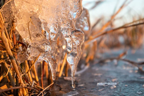 Transparent Glänzende Klare Eiszapfen Nahaufnahme Funkeln Trockenen Schilf Auf Dem — Stockfoto