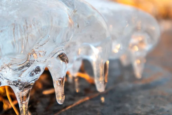 Transparent Glänzende Klare Eiszapfen Nahaufnahme Funkeln Sonnenuntergang Zugefrorenen Wilden Seeufer — Stockfoto