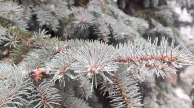 Yavaşça yağan kar, ormanda kışın çam ağacı mavisi köknar ağacına yakın çekim. Hafif doğal mevsimlik görüntüler