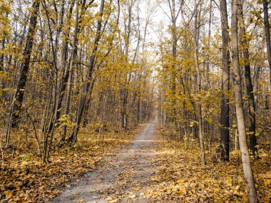 Sarı yapraklı ağaçlarla dolu sonbahar sezonu park sokağı, doğal renkli mevsim.