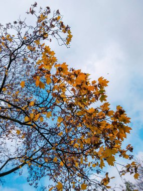 Mavi gökyüzünde sarı yaprakları olan sonbahar ağacı dalları mavi gökyüzü ve bulutlarla çerçevelenmiş, manzaralı doğal arka plan