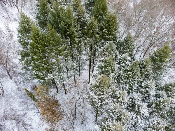 Mixed forest covered in snow aerial view from drone. Deciduous bare and evergreen pine trees in winter cold nature