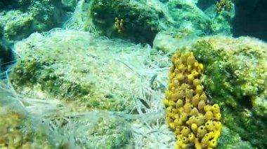 Yunanistan 'daki İyon Denizi' nin mavi berrak sularında kayaların, sarı mercanların ve deniz yosunlarının etrafında yüzen sualtı. Dalmak, vahşi denizin derinliklerindeki balıkları izlemek.