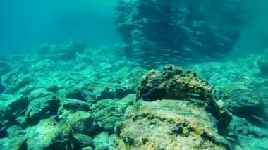 Yunanistan 'daki İyon Denizi' nin berrak sularında kayalar üzerinde güneş ışınları ve sarı mercanlar üzerinde su altında büyük bir balık grubu. Dalmak, Lefkada adasının vahşi denizinde balık izlemek.