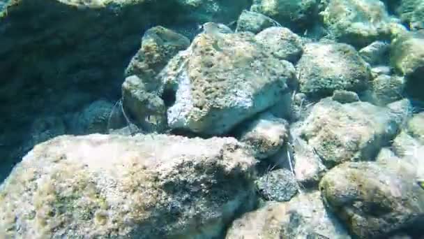 Підводна Риба Плаває Скелях Дні Моря Променях Сонця Чистій Воді — стокове відео