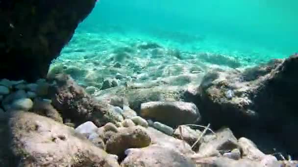 Peixes Subaquáticos Nadando Sol Reflexões Sobre Pedras Seixos Águas Claras — Vídeo de Stock