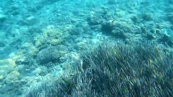 ギリシャのイオニア海の青い澄んだ海の水中岩や海藻シーン ダイビング 野生の海の深い魚を見て — ストック動画