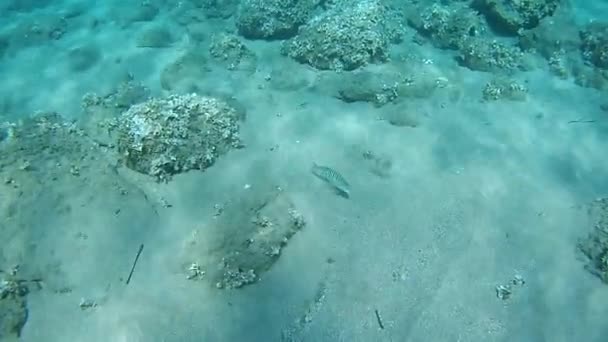Podvodní Pozorování Pruhovaných Ryb Které Hledají Potravu Písku Mořském Dně — Stock video