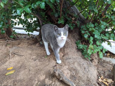 Atina sokaklarında, yeşil ağacın altında kameraya bakan gri ve beyaz sokak kedisi. Yunanistan kedi yaşamı
